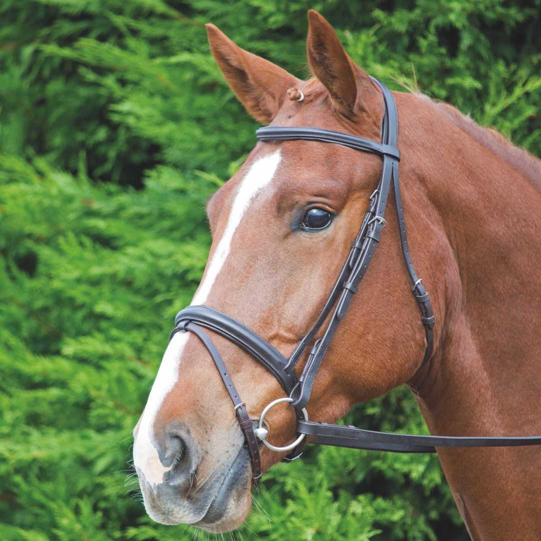 SHIRES Velociti Gara Comfort Fit Bridle