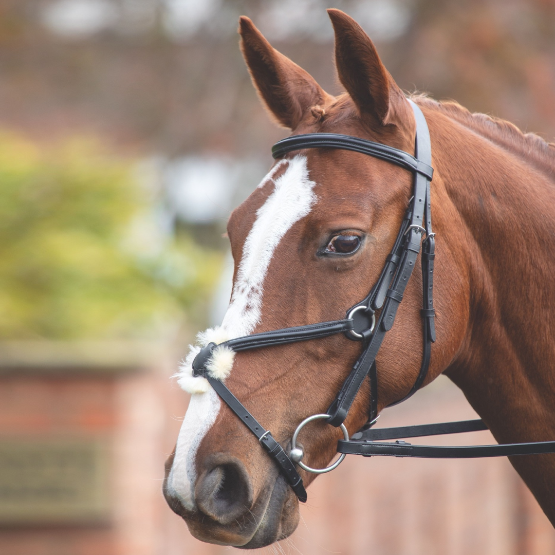 SHIRES Velociti Gara Brida mexicana
