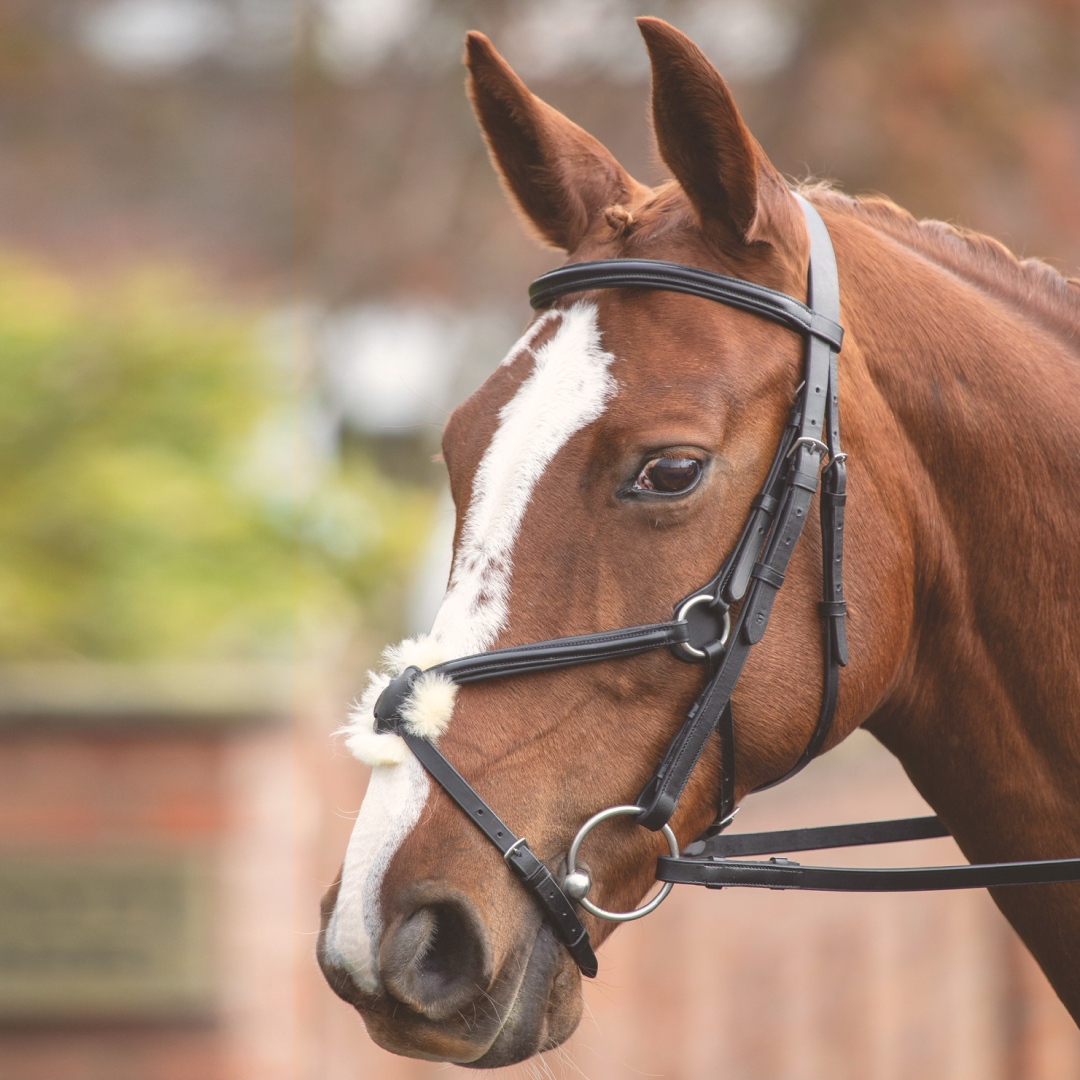 SHIRES Velociti Gara Brida mexicana