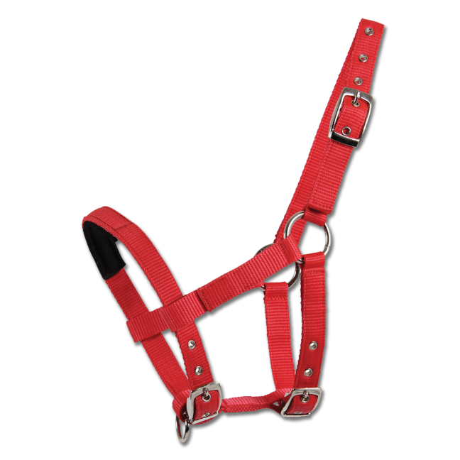 Waldhausen Halter for Mini Shetty