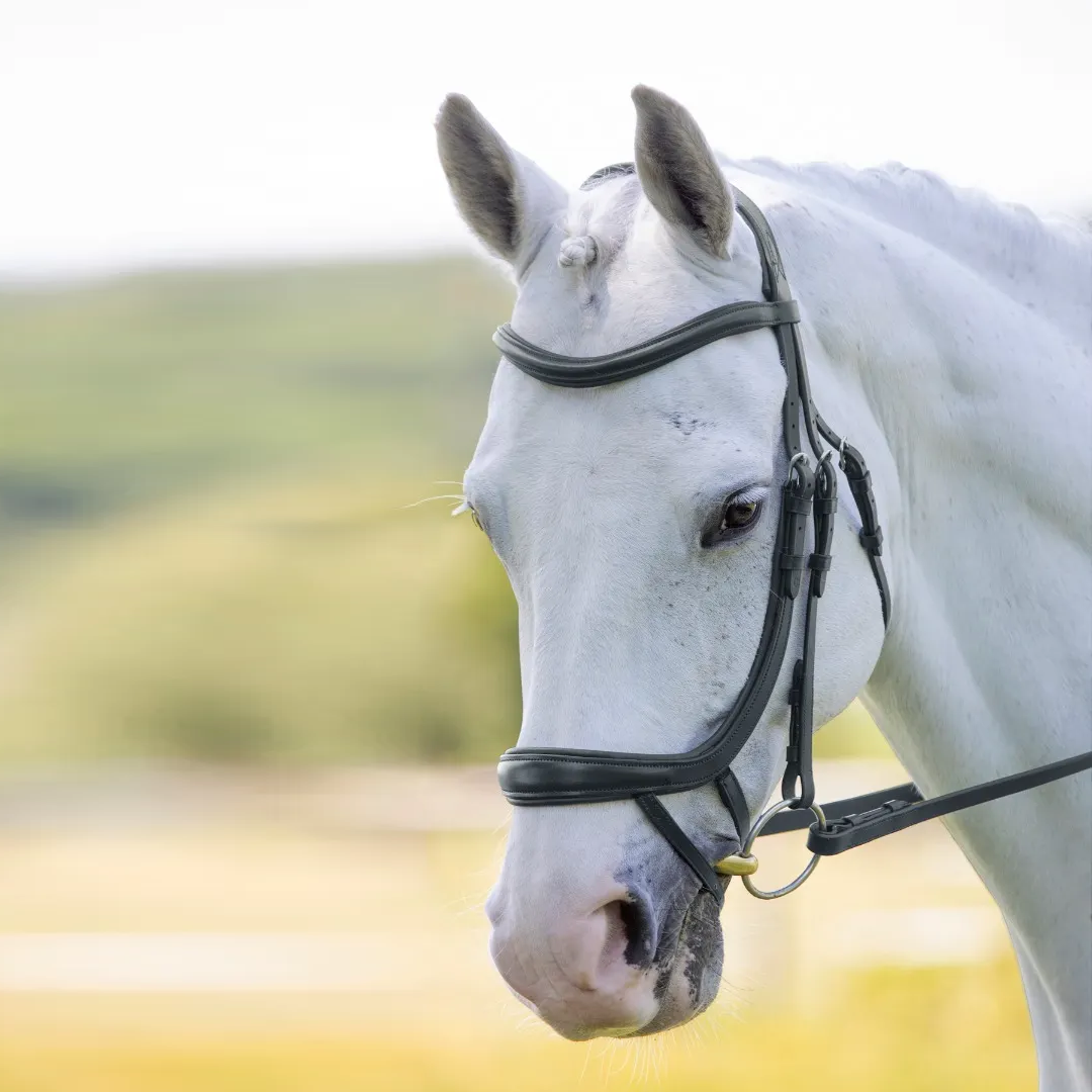 Shires Velociti RAPIDA Ergonomic Curved Flash Bridle