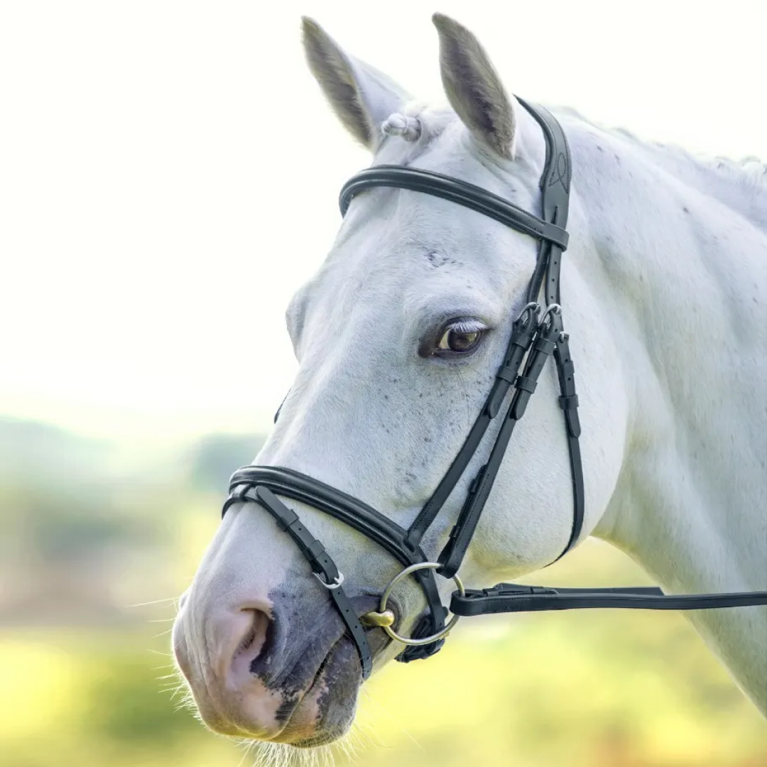 Shires Velociti RAPIDA Padded Raised Flash Bridle