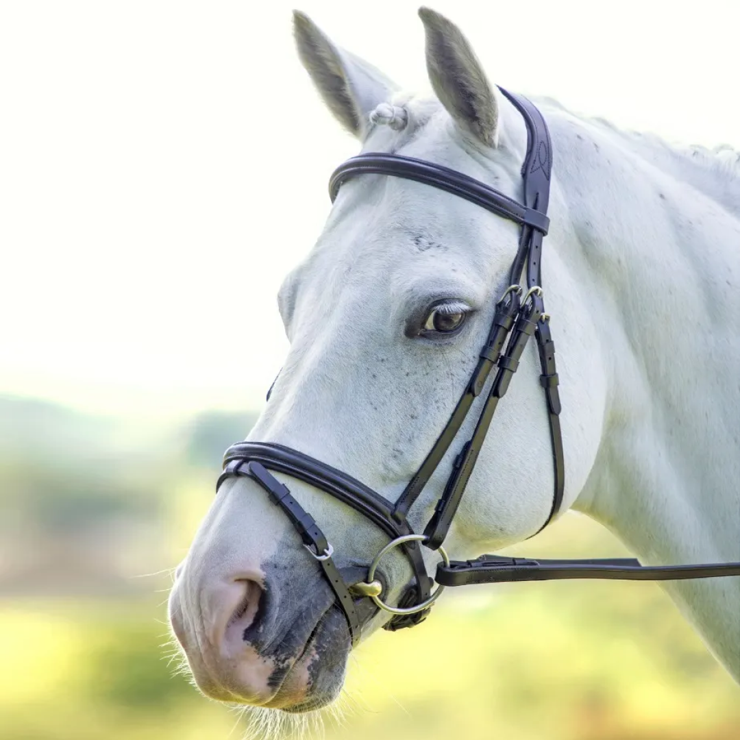 Shires Velociti RAPIDA Padded Raised Flash Bridle