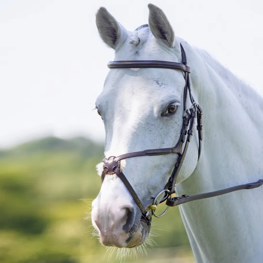 Shires Velociti RAPIDA Grackle Bridle