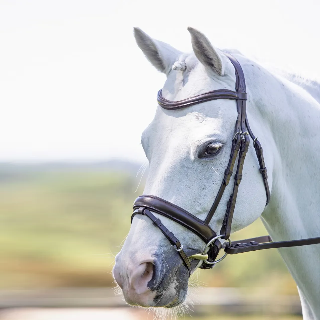 Shires Velociti RAPIDA Dressage Flash Bridle