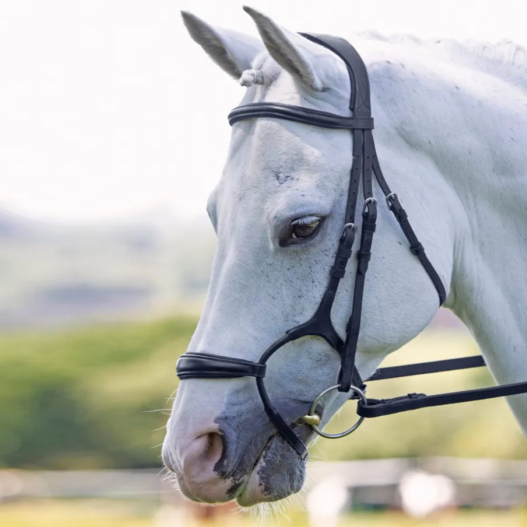 Shires Velociti RAPIDA Rolled Padded Cavesson Bridle