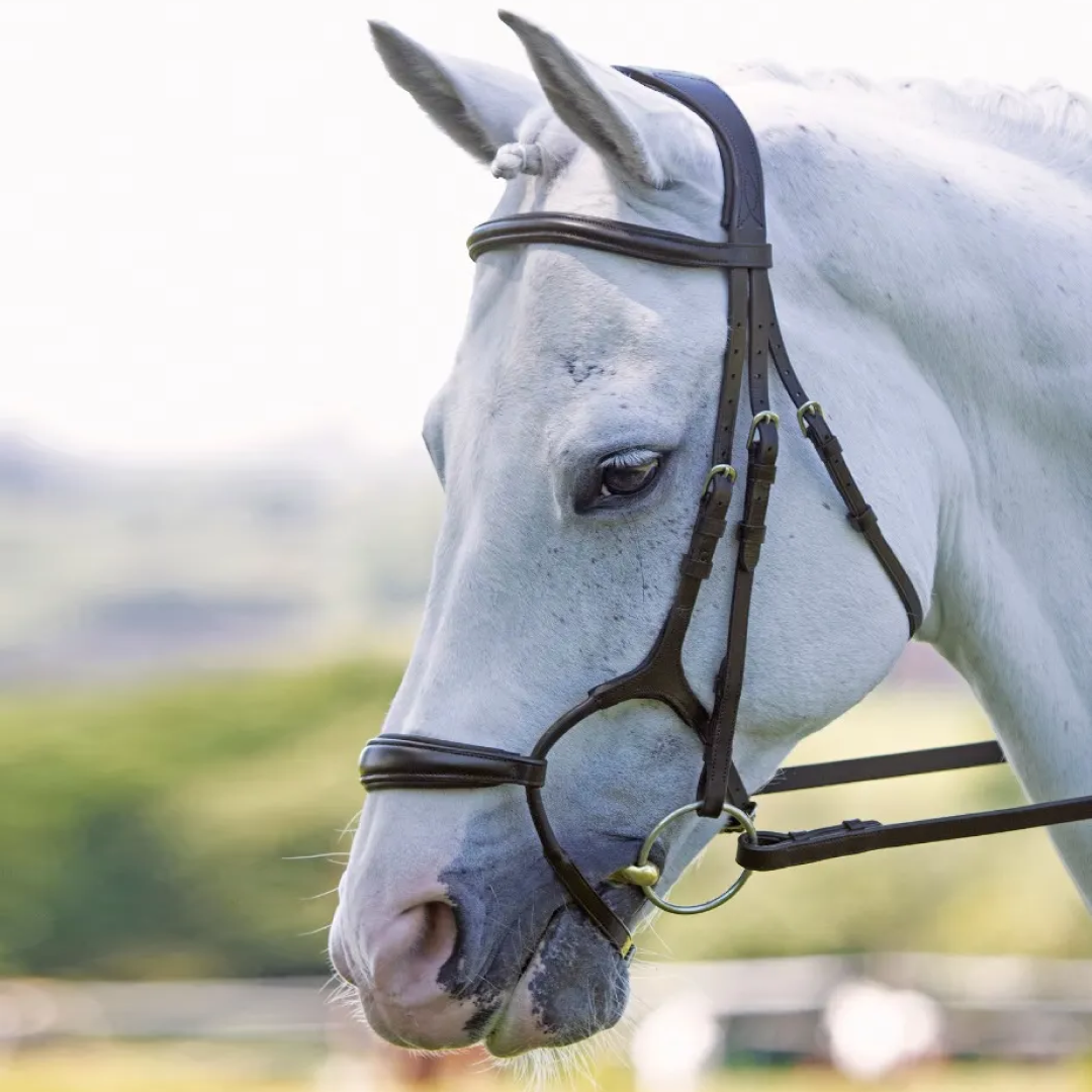Shires Velociti RAPIDA Rolled Padded Cavesson Bridle