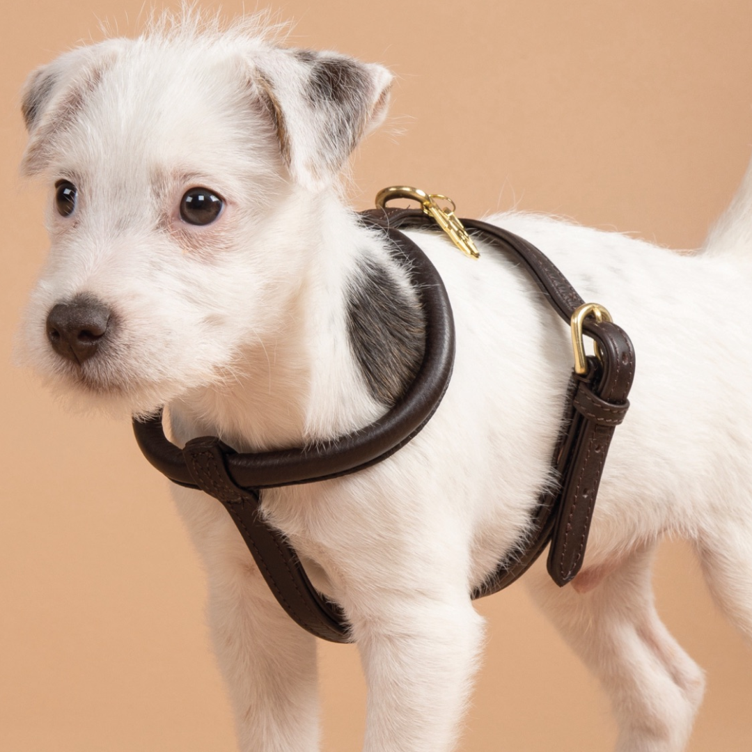 Shires Digby & Fox Rolled Leather Dog Harness