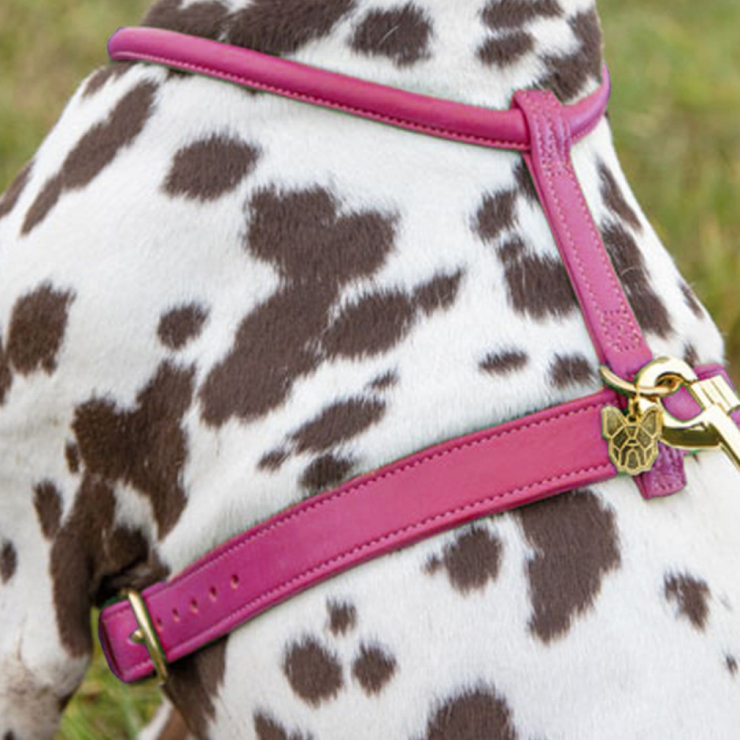 Shires Digby & Fox Rolled Leather Dog Harness