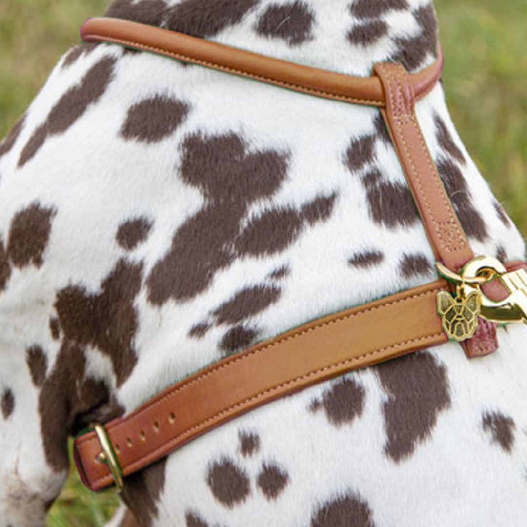 Shires Digby & Fox Rolled Leather Dog Harness