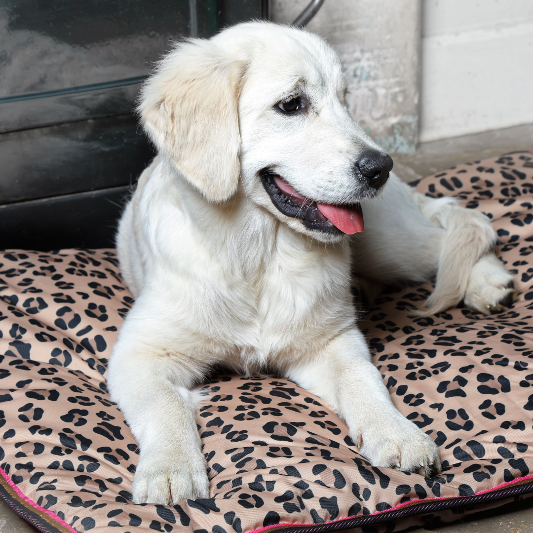 Shires Digby & Fox Waterproof Dog Bed