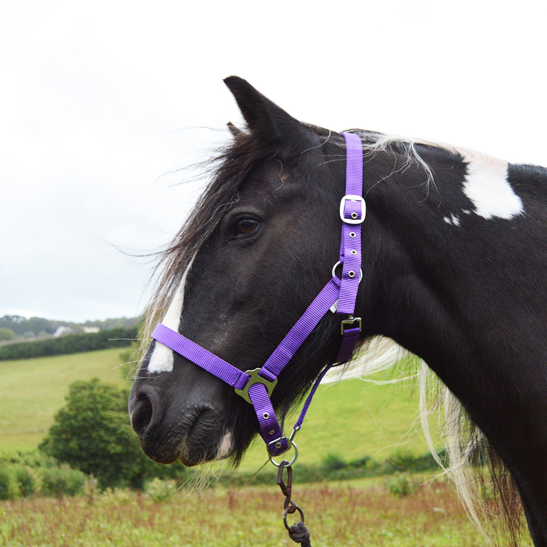 GS Equestrian Economy Head Collar