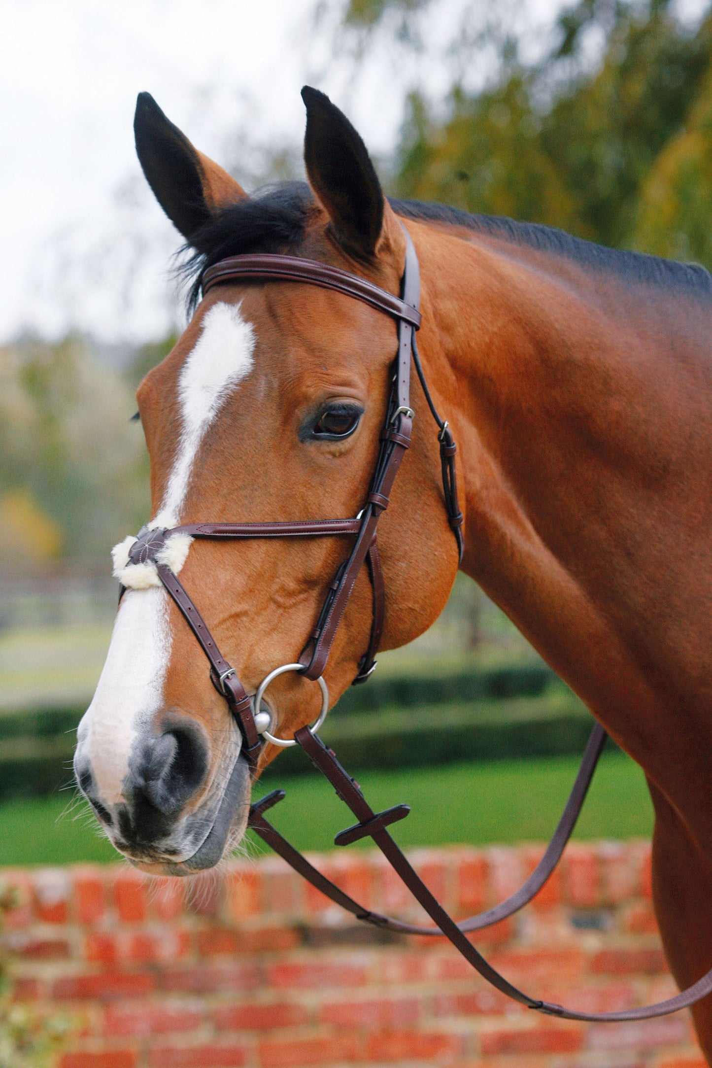 Mark Todd Plain Raised Bridle with Grackle Noseband