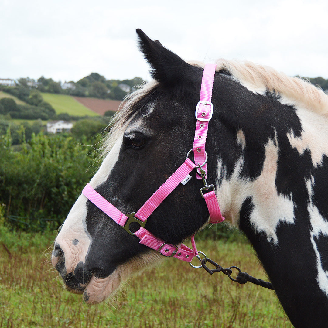 GS Equestrian Economy Head Collar