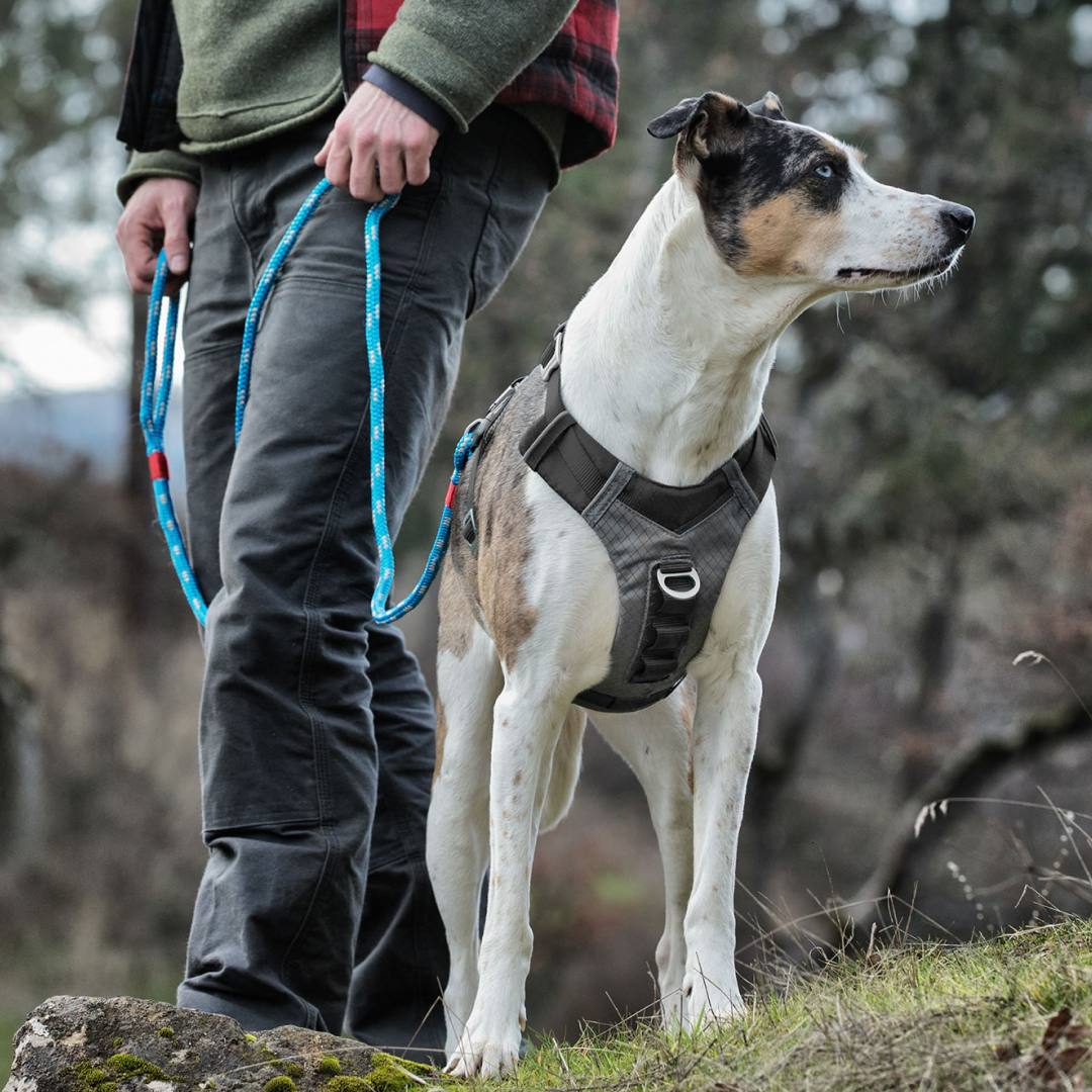 Kurgo Journey Air Harness