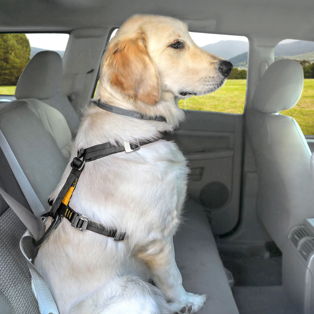 Kurgo Tru-Fit Smart Harness With Seatbelt Tether