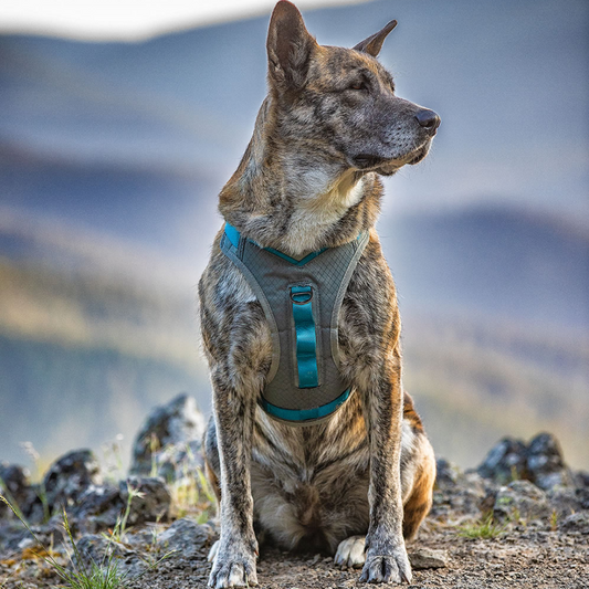 Kurgo Journey Air Harness