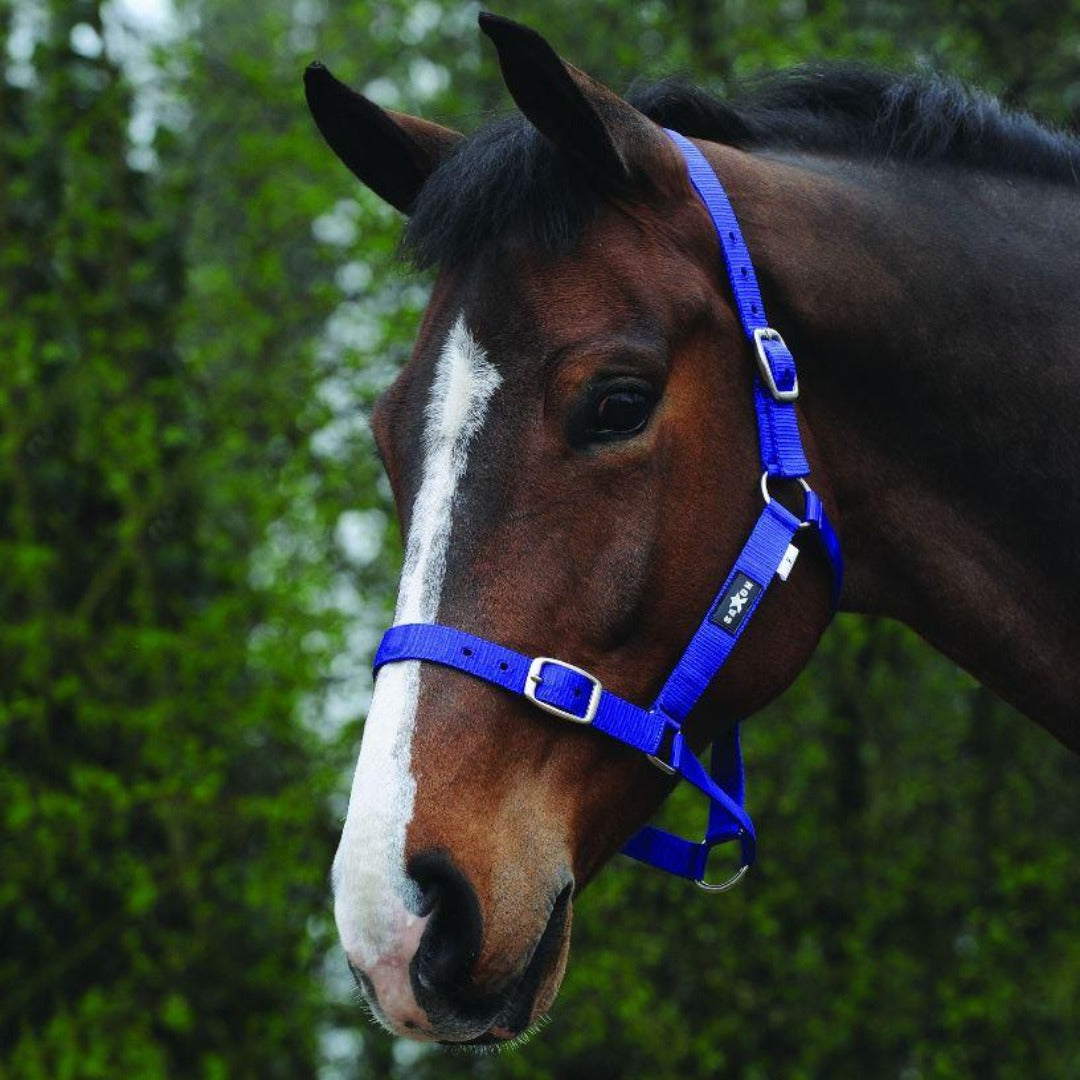 Saxon Economy Headcollar