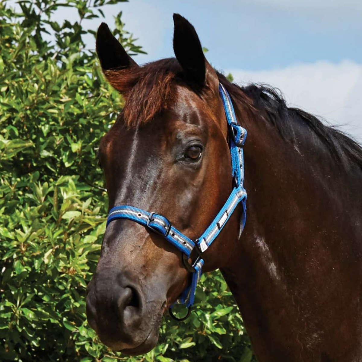 Roma Co-ordinate Headcollar