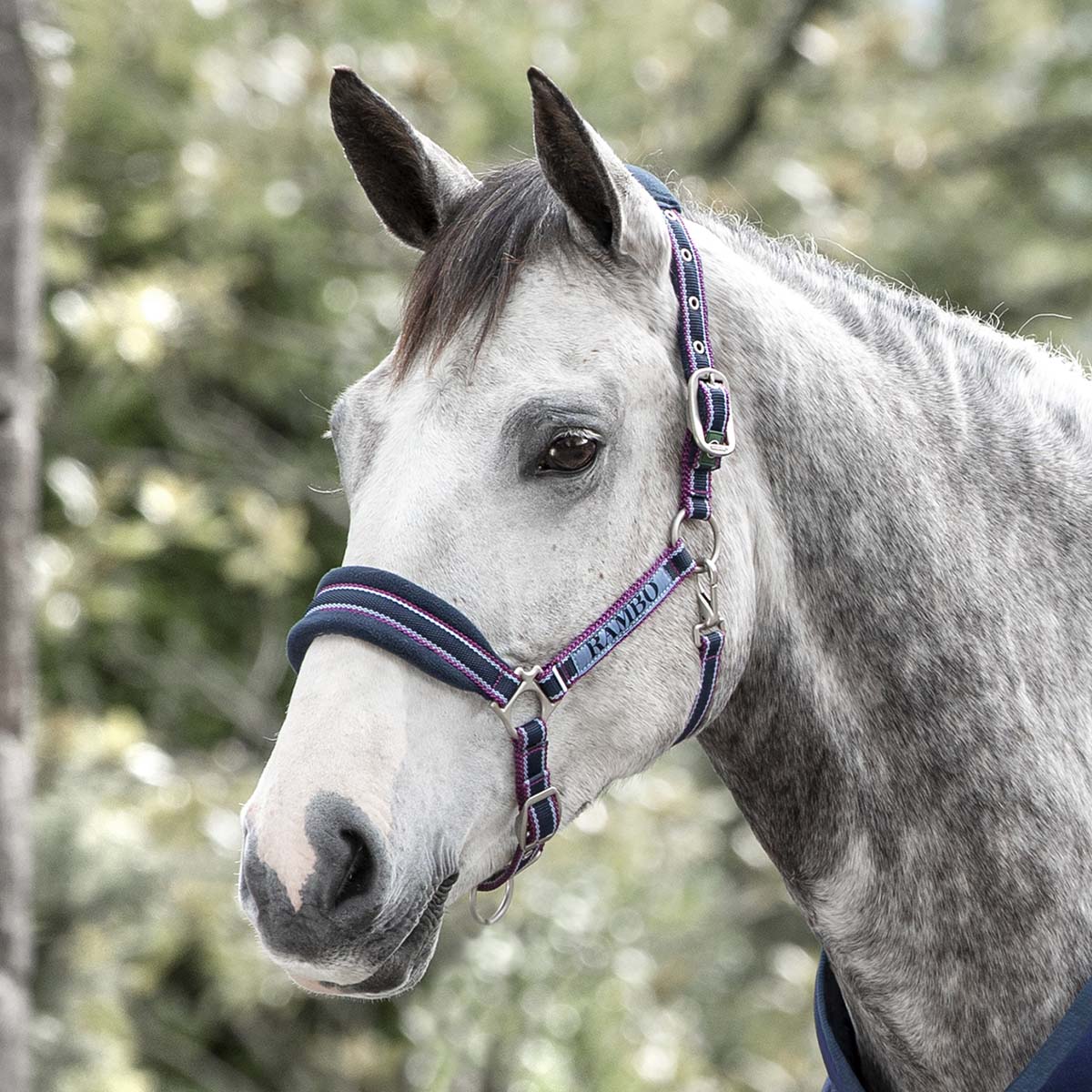 Horseware Ireland Rambo Padded Headcollar