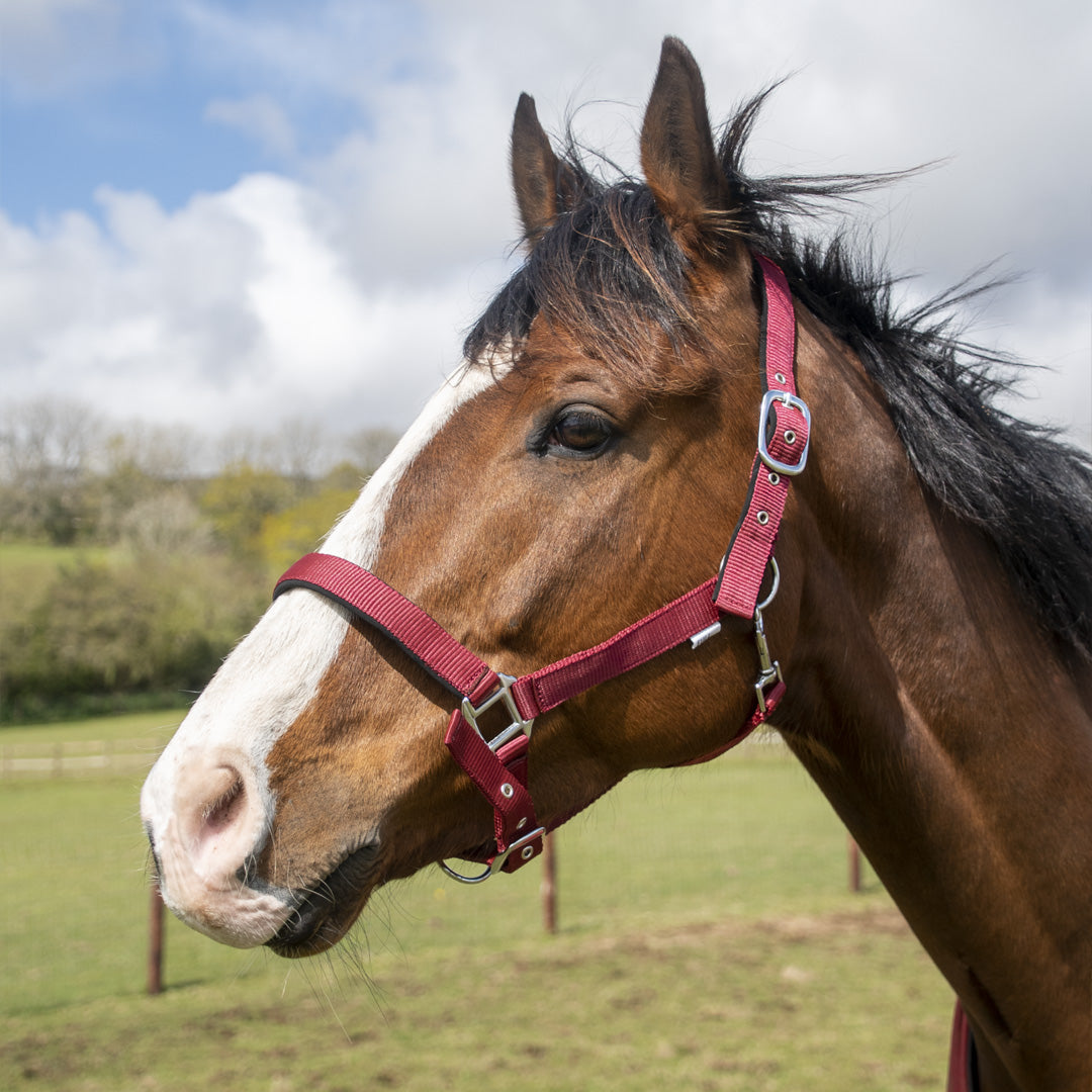 GS Equestrian Padded Head Collar