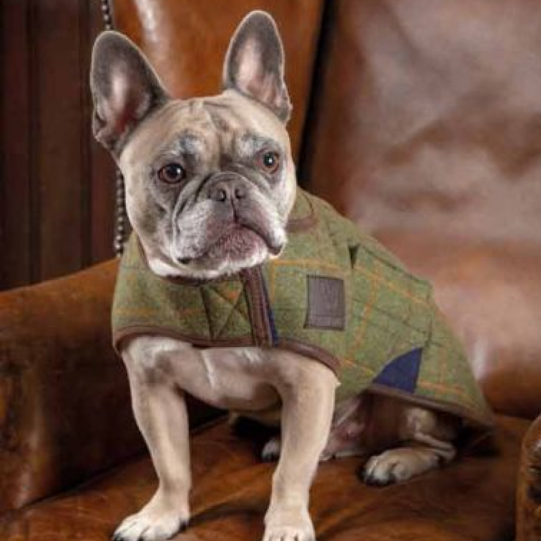 Shires Digby & Fox Tweed Dog Coat