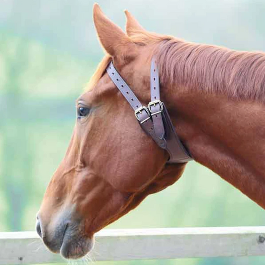 Collar anti-critcribe de bitres