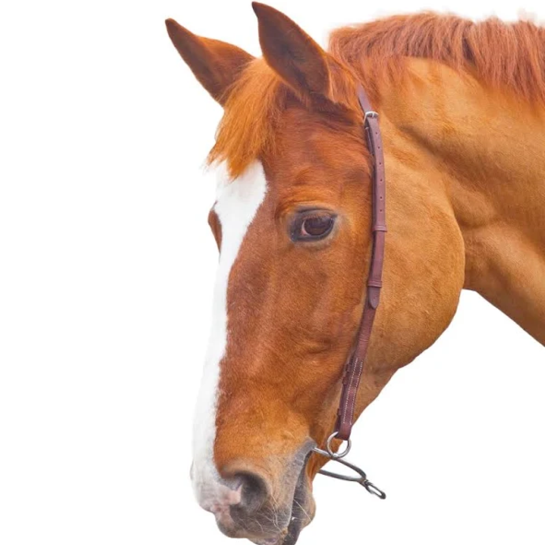 Shires Blenheim Chifney Bit Strap