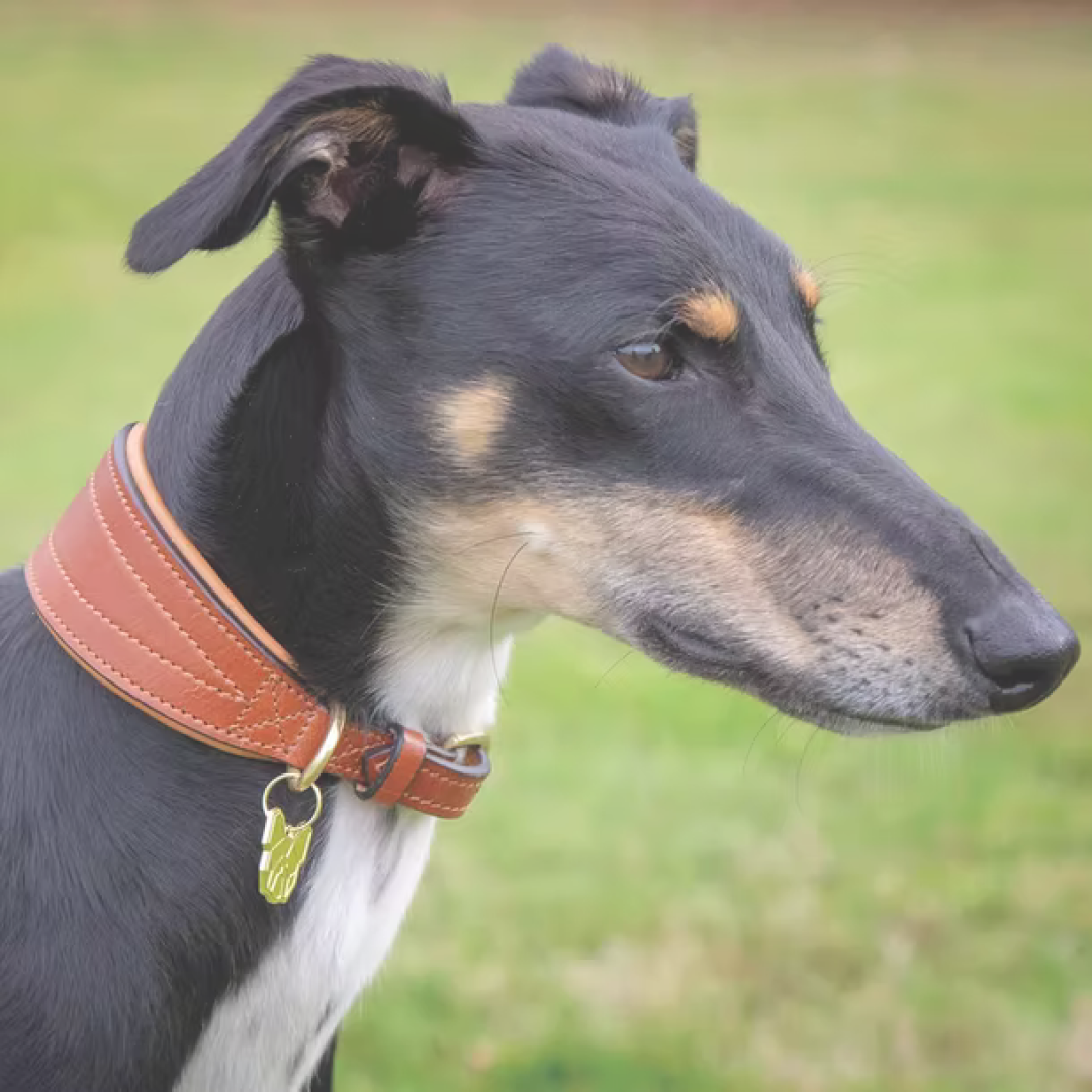 Shires Digby & Fox Padded Greyhound Collar