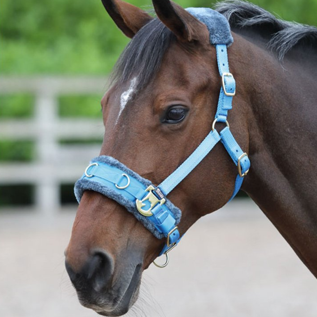 Shires Fleece Lined Lunge Cavesson