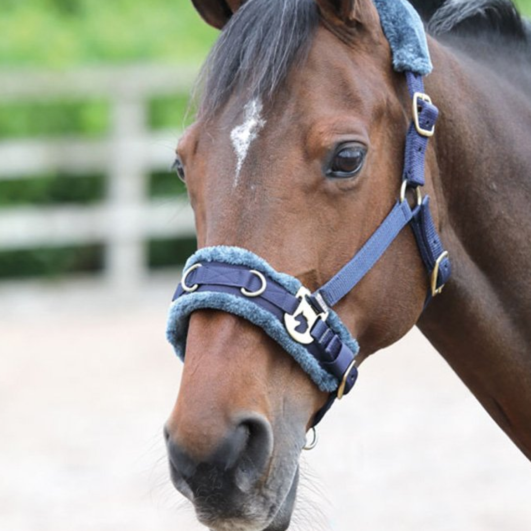 Shires Fleece Lined Lunge Cavesson