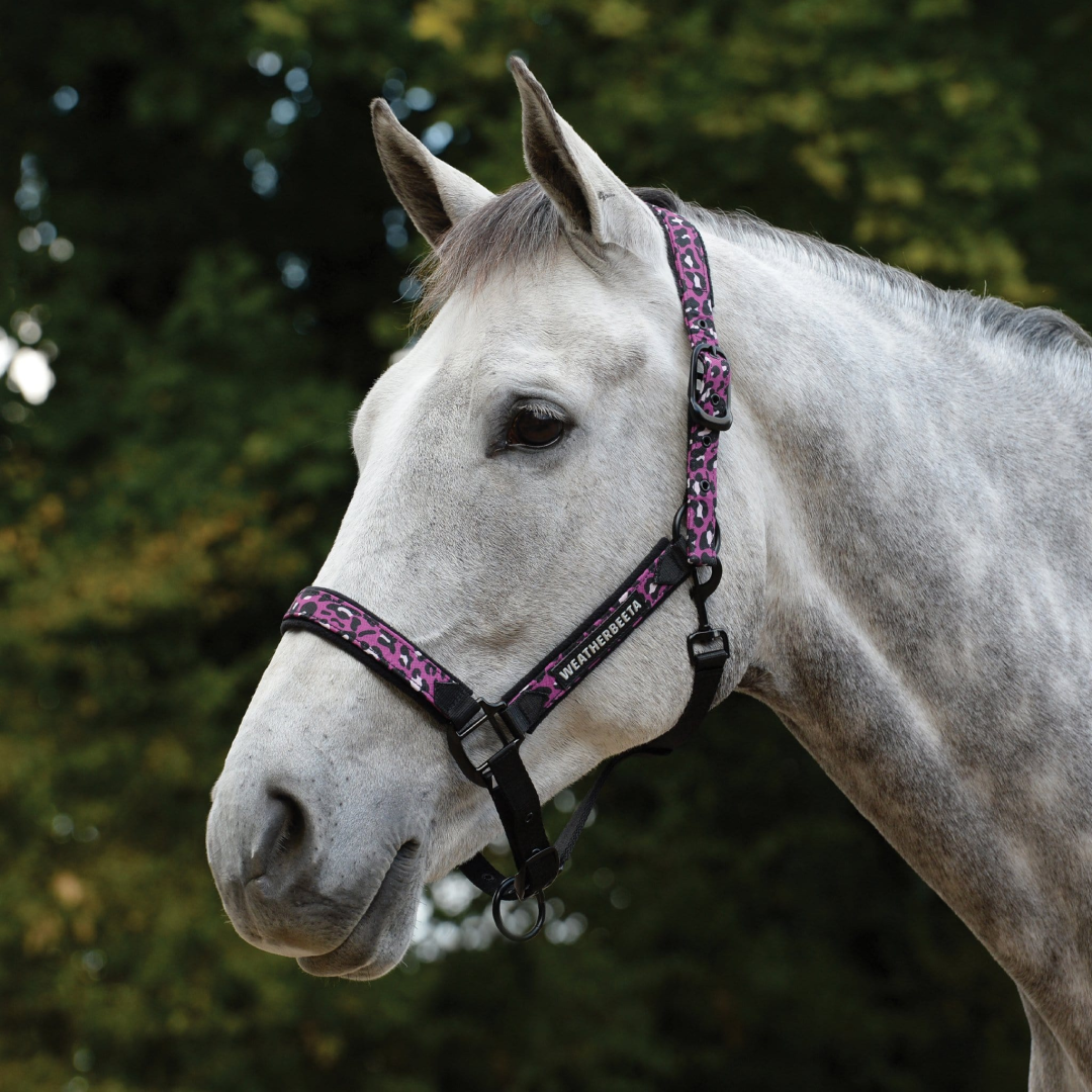 Weatherbeeta Leopard Headcollar