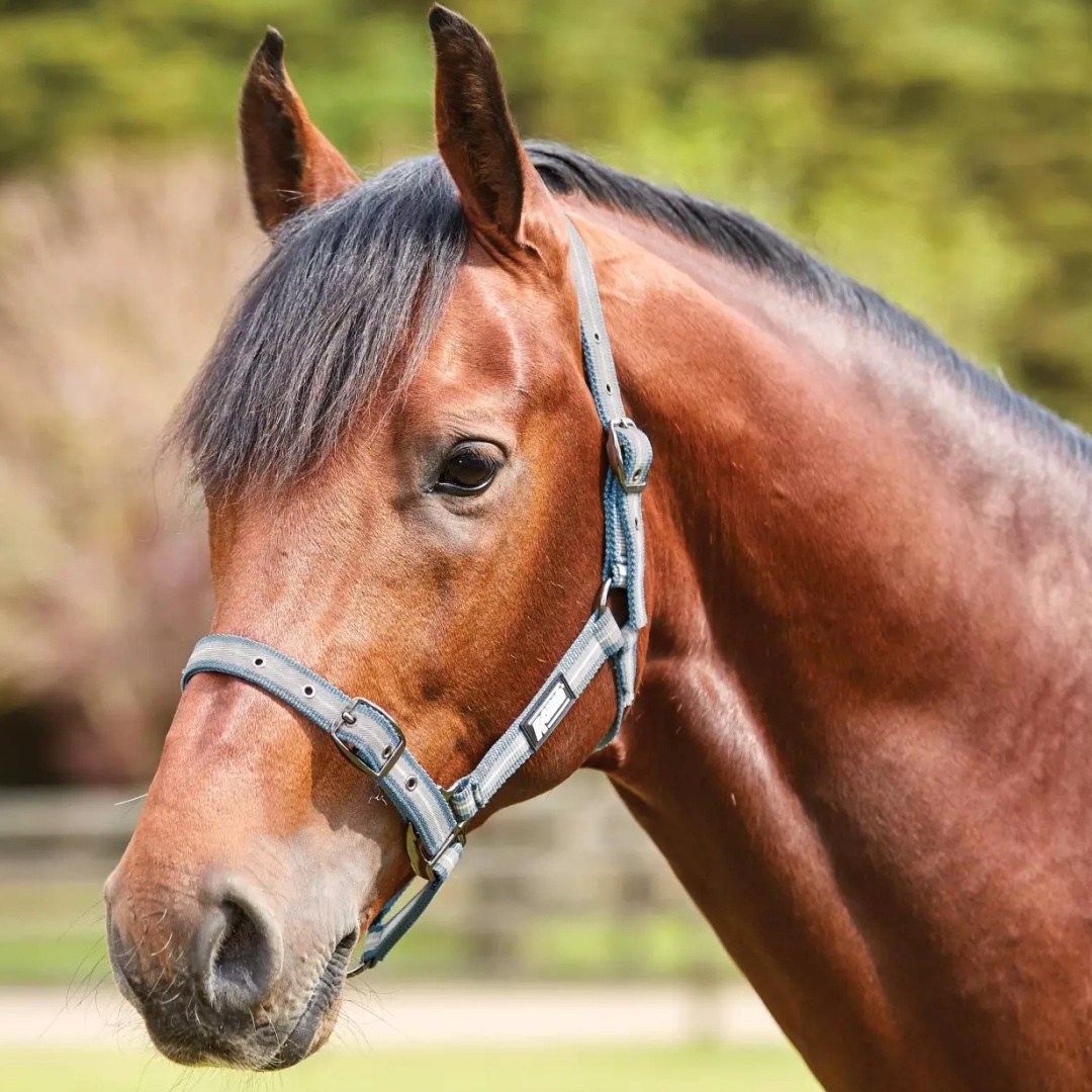 Roma Stripe Headcollar