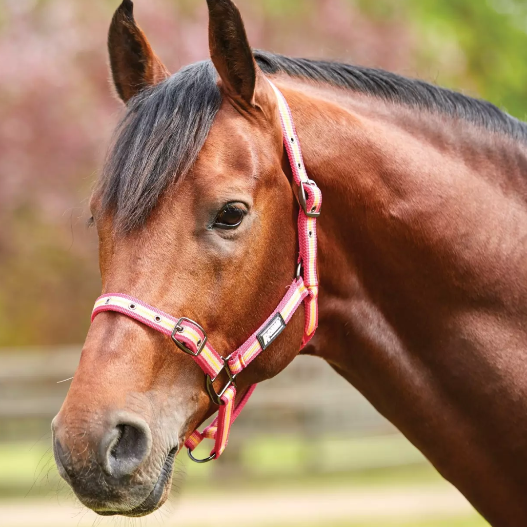 Roma Stripe Headcollar