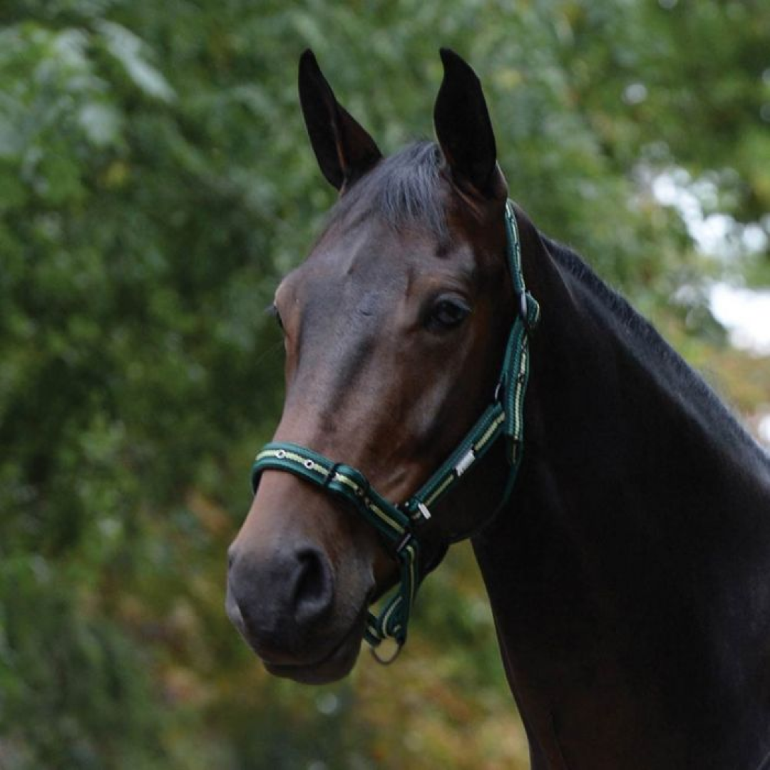 Roma Co-ordinate Headcollar