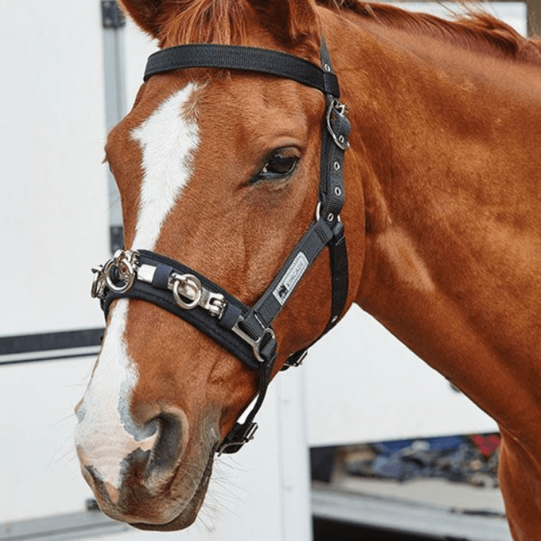 Kincade Coordinate Lunge Cavesson