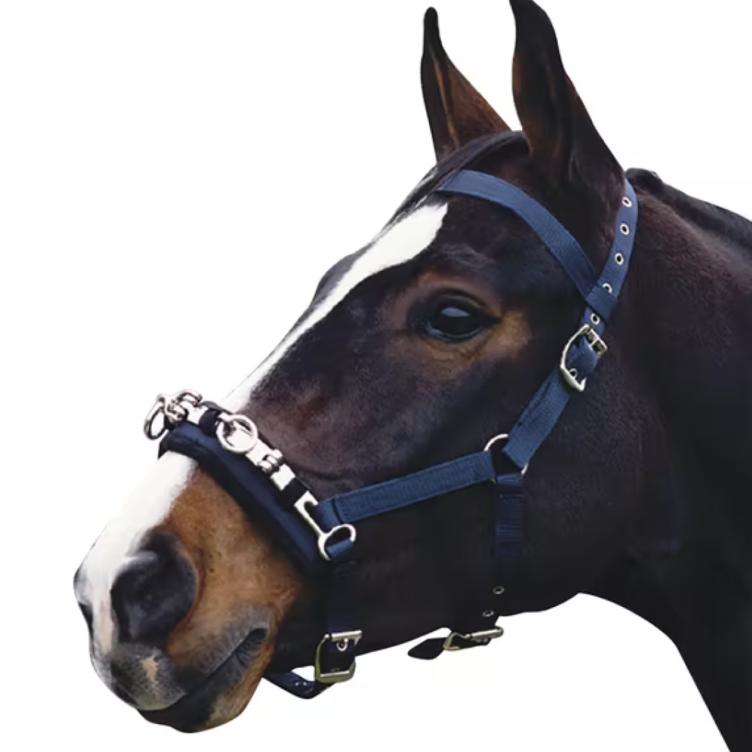 Kincade Coordinate Lunge Cavesson