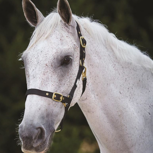 Roma Adjustable Quick Clip Headcollar