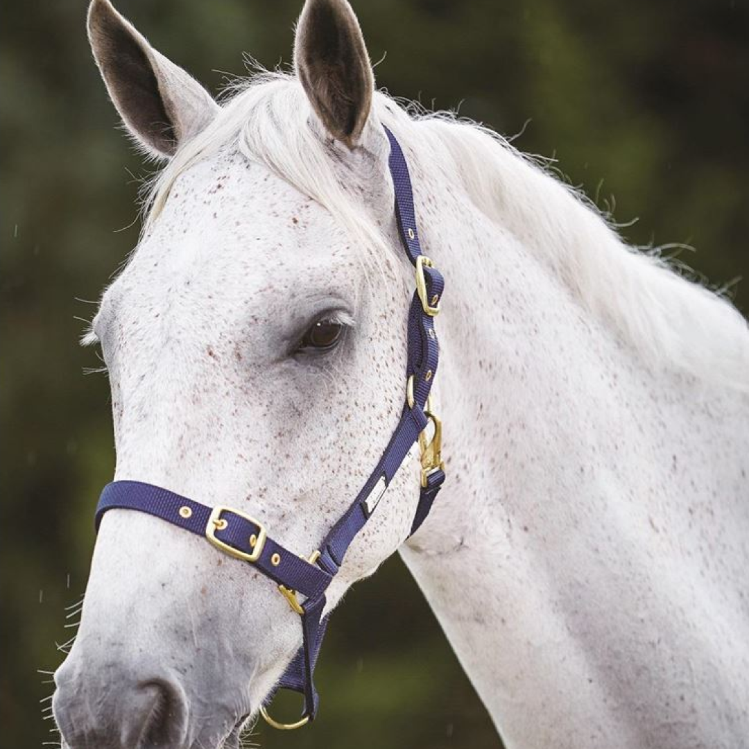 Roma Adjustable Quick Clip Headcollar