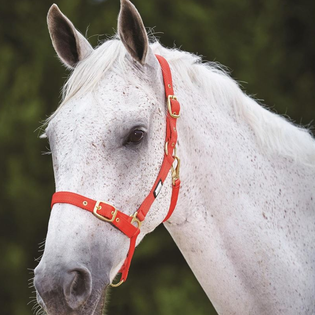 Roma Adjustable Quick Clip Headcollar