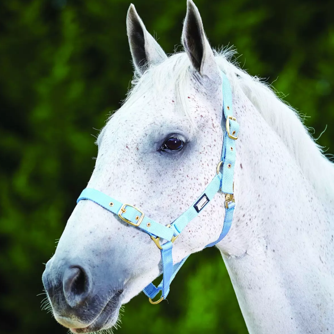 Roma Adjustable Quick Clip Headcollar