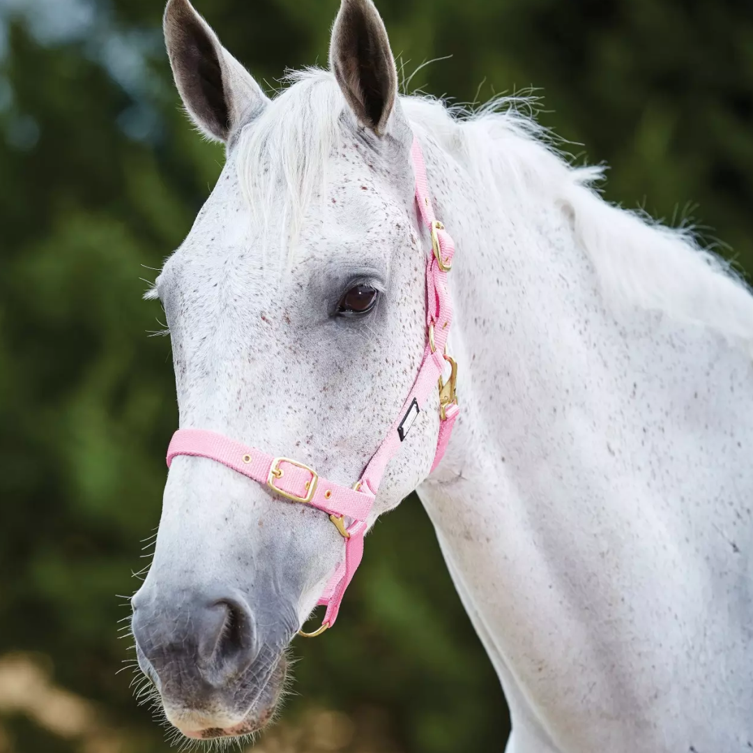 Roma Adjustable Quick Clip Headcollar