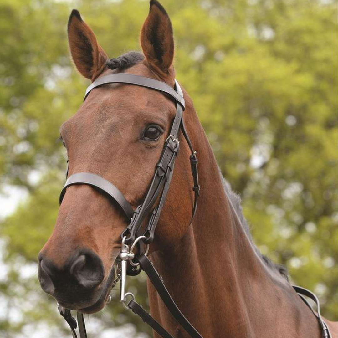 Kincade Show Weymouth Bridle