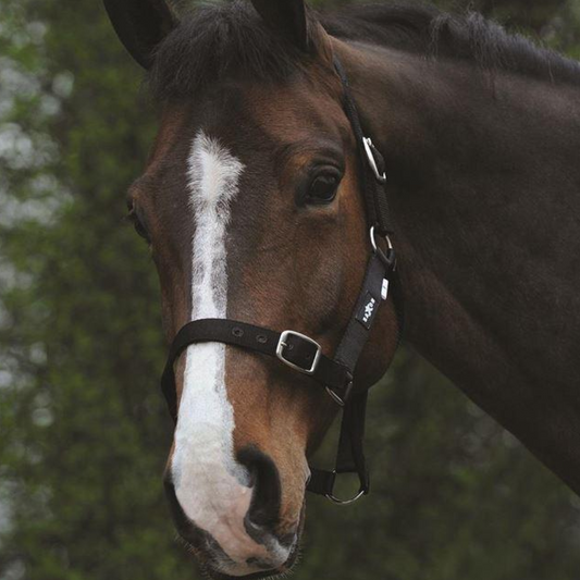 Saxon Economy Headcollar