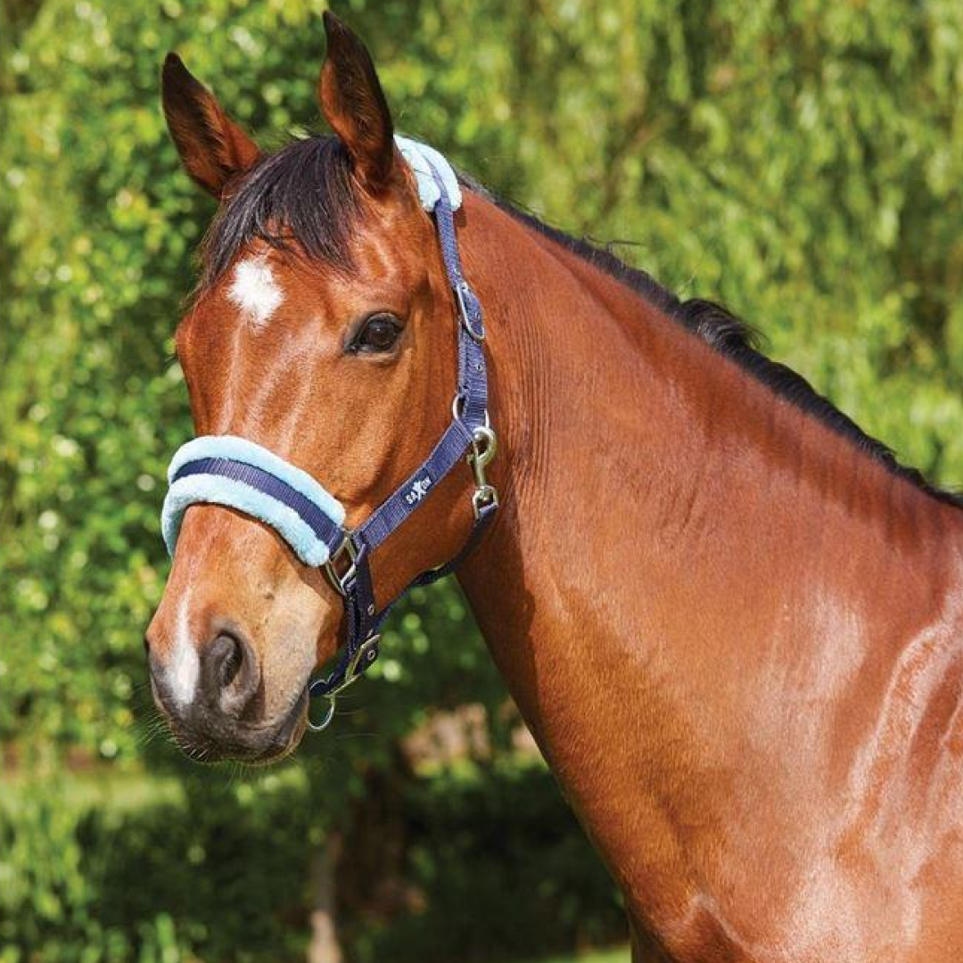 Saxon Element Fleece Headcollar