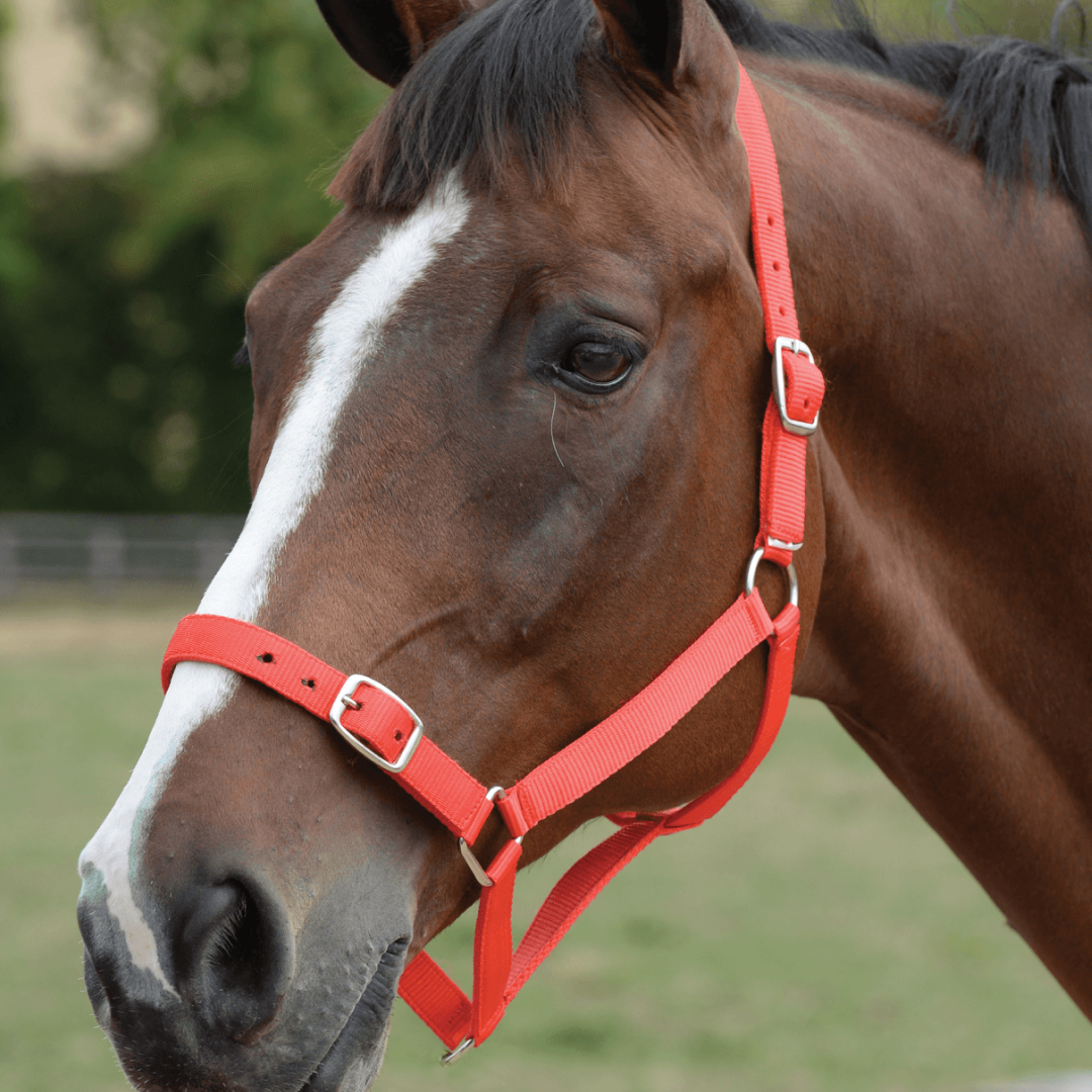 Roma Head Collar & Lead Set