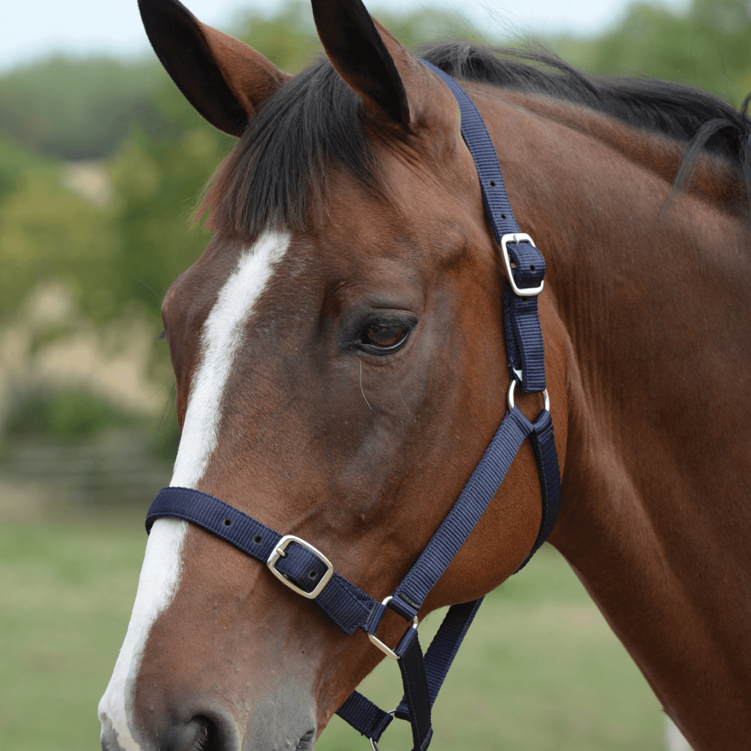 Roma Head Collar & Lead Set