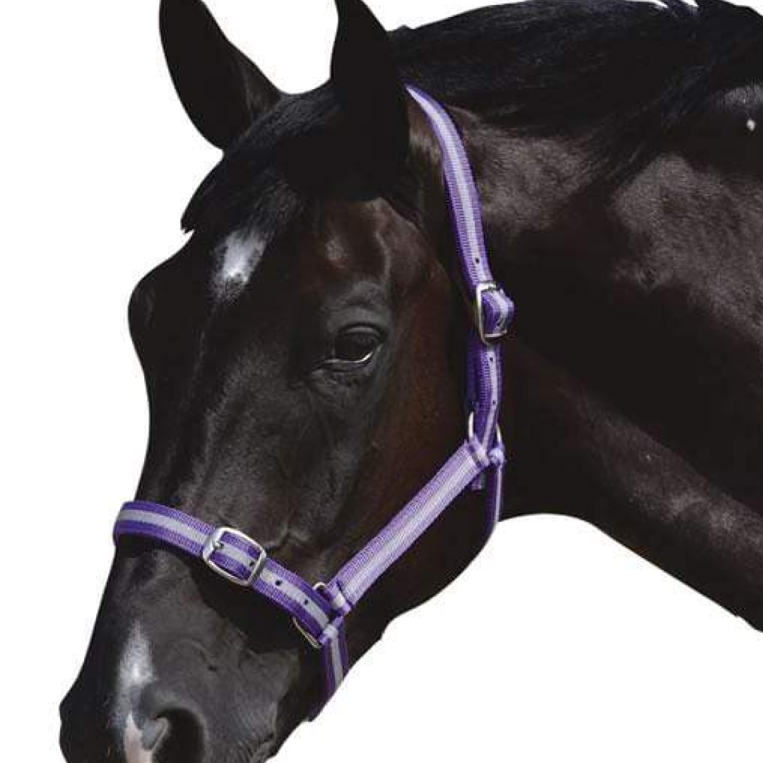 Roma Head Collar & Lead Set