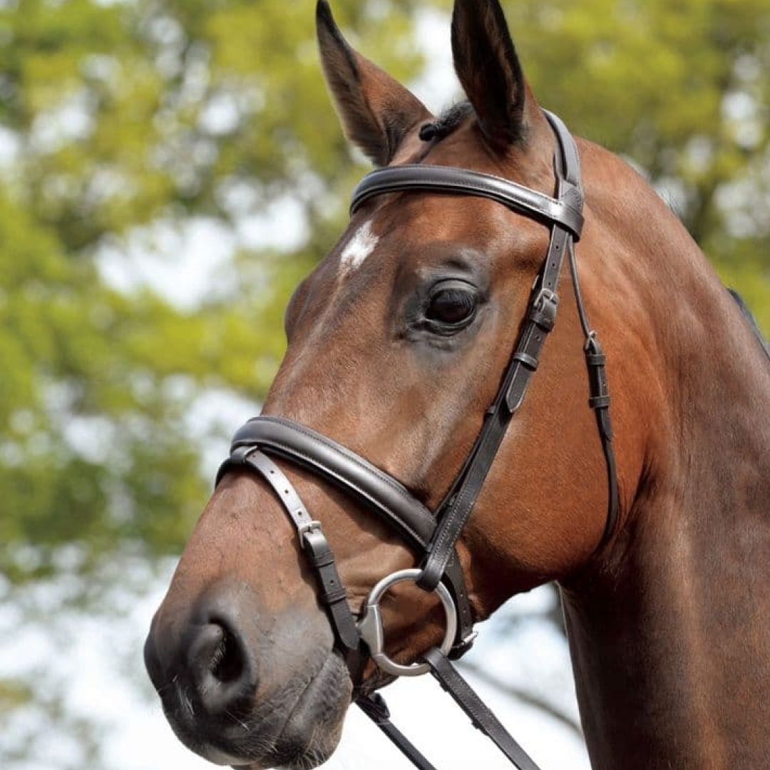 Kincade Padded Headpiece Flash Bridle