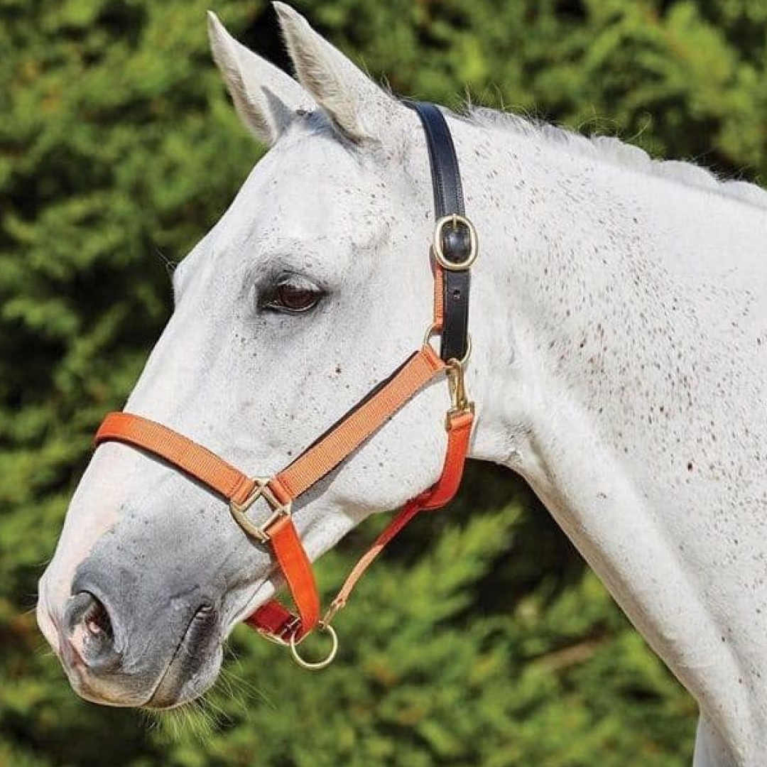 Kincade Deluxe Webbed Head Collar with Leather Crown